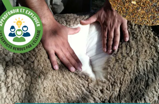 Fiche CNE ruminants et coproduits