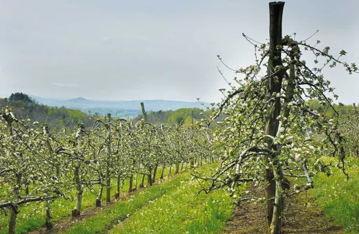 Champagne Mailly Grand Cru