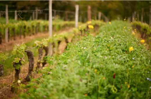 Les Vignerons de Landerrouat Duras Cazaugitat Langoiran