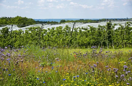 LES VIGNERONS DE TAVEL ET LIRAC