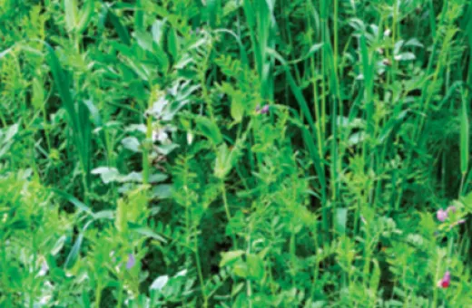 Bureau Technique de Promotion Laitière