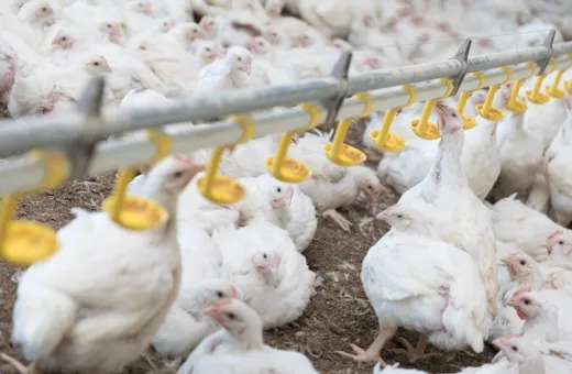 Poulets blancs