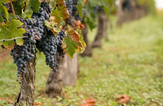 buzet