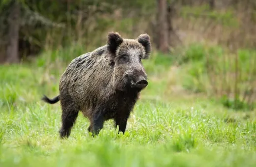 sanglier