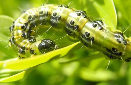 INVIVO