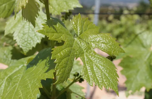 LES VIGNERONS DU PLAN DE LA TOUR