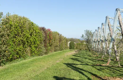 Coopératives pomicoles du Limousin