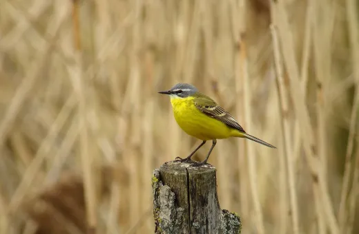 Solutions coopératives