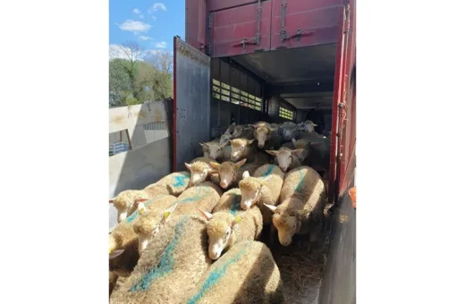 Transport ovins