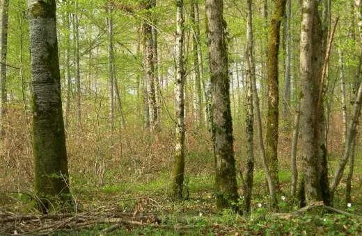 Déforestation