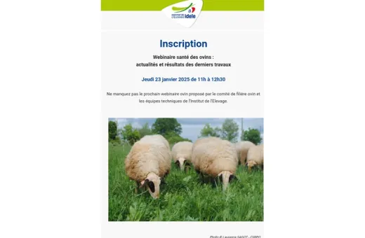 webinaire santé des ovins idele
