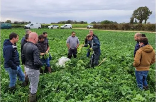 ocealia illustration