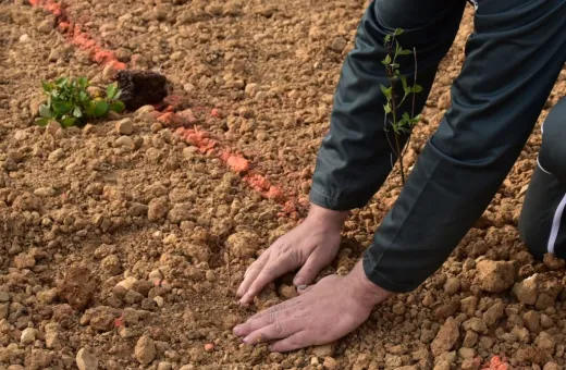 Plantation d'arbres dans un parcours
