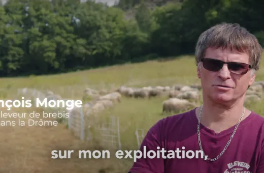 luzerne et moutons