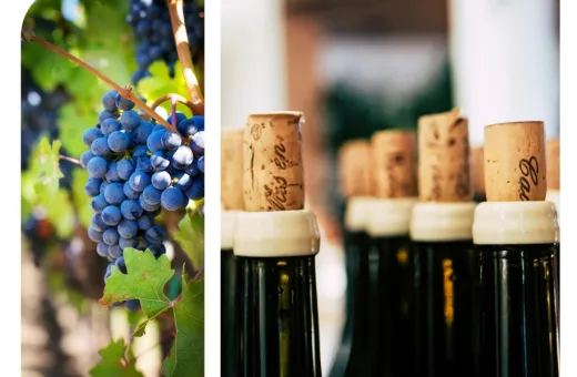 Rapport activité 2024 - VCF