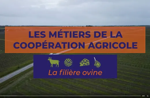 Vidéo métiers en coopérative ovine