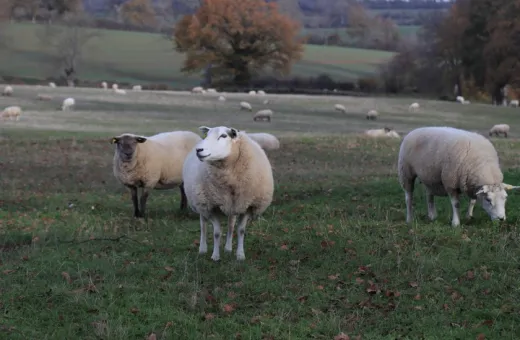 Moutons COPAGNO