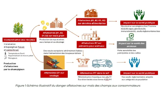 AFLATOXINE