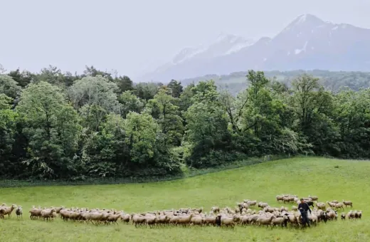 Agneau soleil.jpg