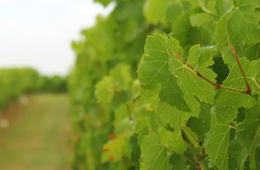 cave-de-Rauzan-Terroir.jpg