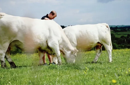 Charolais horizon.JPG