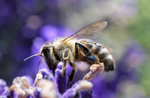 abeille-lavande-provence-miel-coopérative.png