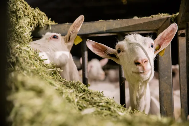 Nutrition Animale
