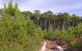 technicien forestier