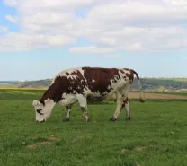 Champs vache - Prospérité Fermière