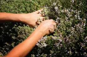 coopérative aromates de provence