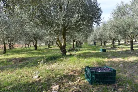 coopérative vignolis