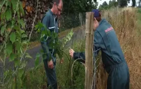 Maïsadour - Projet Agroforesterie
