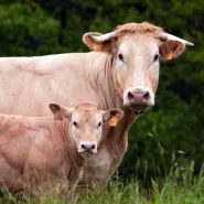 vache test pole animal