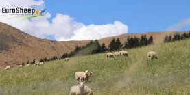 eurosheep 20 avril
