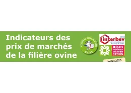 Indicateurs marché ovin juillet 2023