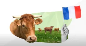 Bien élevée Mag