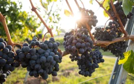 Observatoire HCCA secteur vinicole