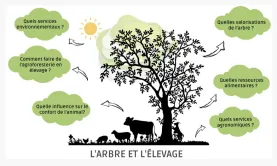 webi agroforesterie RMT