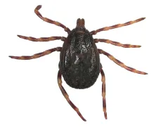 Hyaloma marginatum