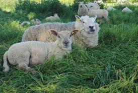 Webinaire greensheep