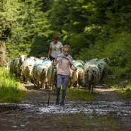 Transhumance 2