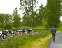 ALSACE LAIT
