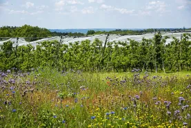 LES VIGNERONS DE TAVEL ET LIRAC