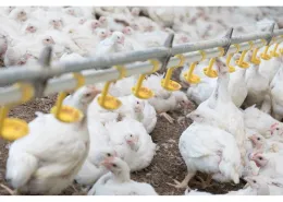 Poulets blancs