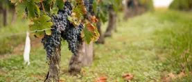 buzet