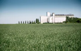 Champ de blé avec une coopérative en arrière-plan