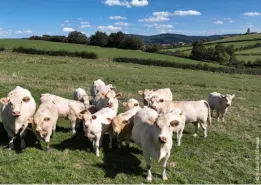 grand angle viande