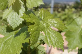 LES VIGNERONS DU PLAN DE LA TOUR