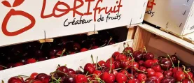 Lorifruit