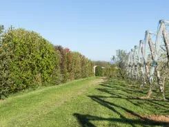 Coopératives pomicoles du Limousin